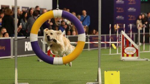 У Нью-Йорку в 142-те відбулася найстаріша виставка собак у світі - Westminster Kennel Club