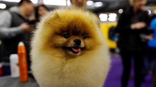 У Нью-Йорку в 142-те відбулася найстаріша виставка собак у світі - Westminster Kennel Club