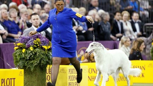 У Нью-Йорку в 142-те відбулася найстаріша виставка собак у світі - Westminster Kennel Club