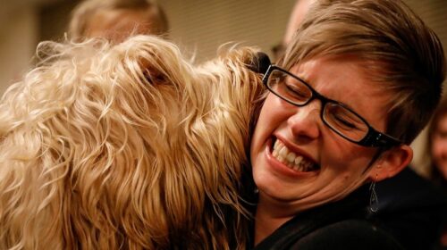 У Нью-Йорку в 142-те відбулася найстаріша виставка собак у світі - Westminster Kennel Club