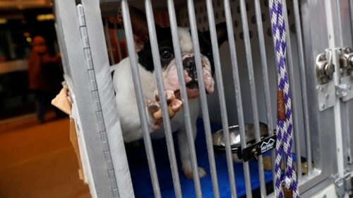 У Нью-Йорку в 142-те відбулася найстаріша виставка собак у світі - Westminster Kennel Club