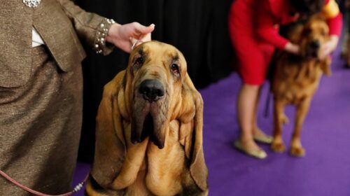 У Нью-Йорку в 142-те відбулася найстаріша виставка собак у світі - Westminster Kennel Club