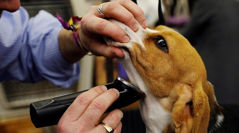 У Нью-Йорку в 142-те відбулася найстаріша виставка собак у світі - Westminster Kennel Club
