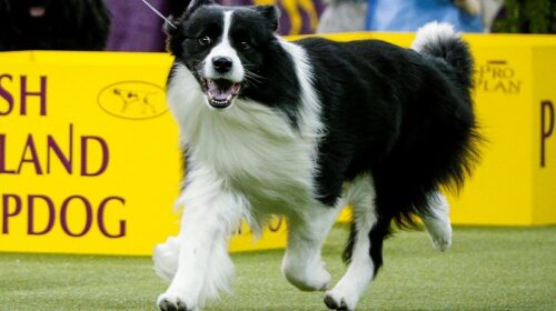 У Нью-Йорку в 142-те відбулася найстаріша виставка собак у світі - Westminster Kennel Club