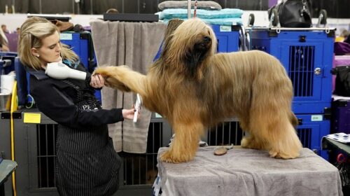 У Нью-Йорку в 142-те відбулася найстаріша виставка собак у світі - Westminster Kennel Club