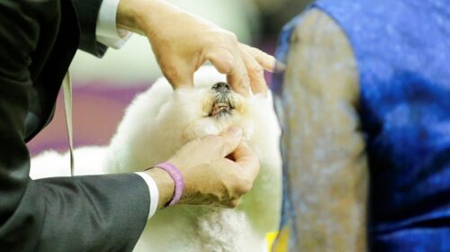 У Нью-Йорку в 142-те відбулася найстаріша виставка собак у світі - Westminster Kennel Club