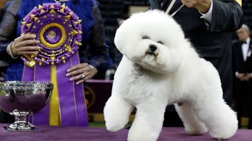 Westminster Kennel Club: кращою собакою США став бішон фрізе на ім'я Флінн