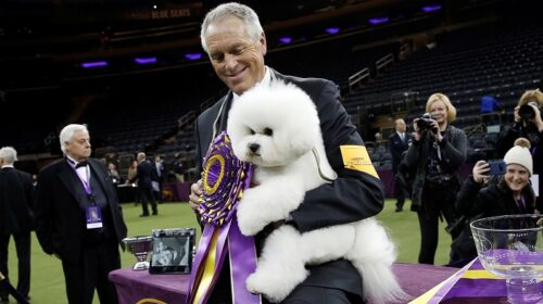 Westminster Kennel Club: кращою собакою США став бішон фрізе на ім'я Флінн