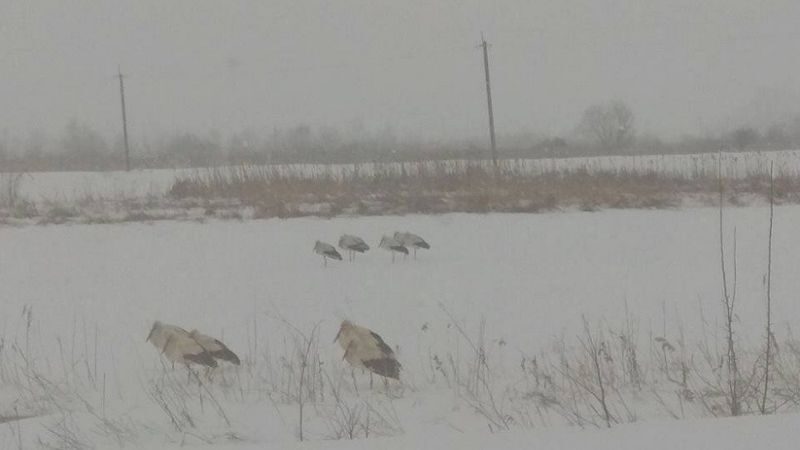 В Україні через мороз і снігопади замерзають лелеки