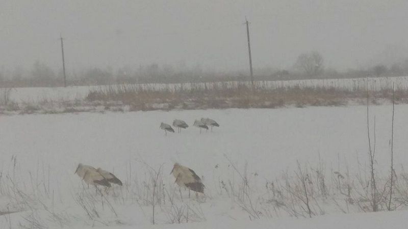 В Україні через мороз і снігопади замерзають лелеки