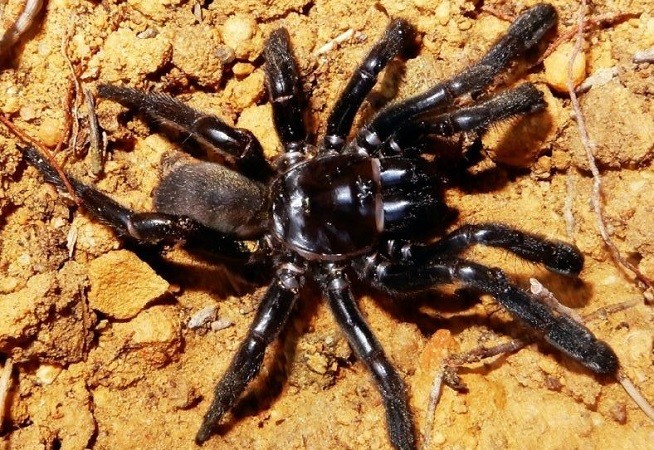 В Австралії помер павук-довгожитель. Йому було 43 роки і його вбила оса
