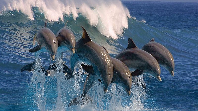 Українські бойові дельфіни в Криму відмовились підкорятися росіянам і загинули
