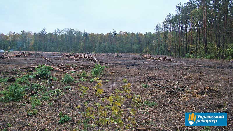 У столичній області знищили ліс