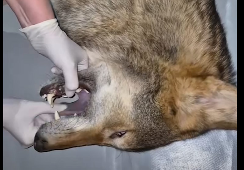 У київській квартирі вовк ледве не загриз жінку