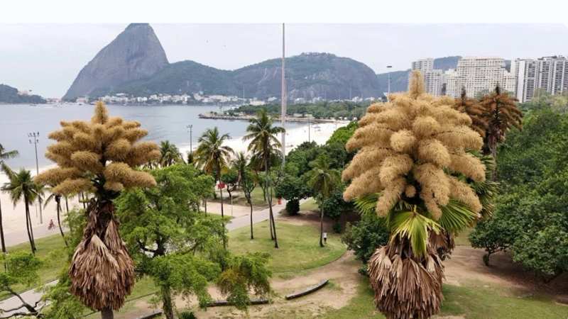 У Бразильському Ріо-де-Жанейро розквітли пальми, які цвітуть лише раз на 80 років