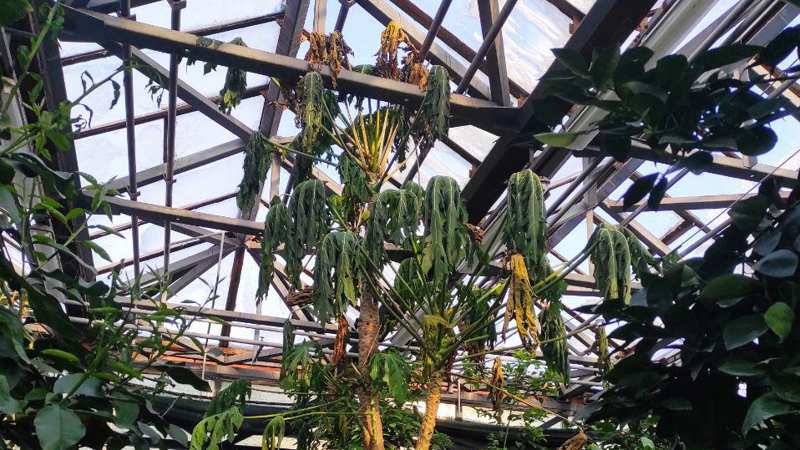 Національний ботсад просить допомогти врятувати унікальні колекції рослин